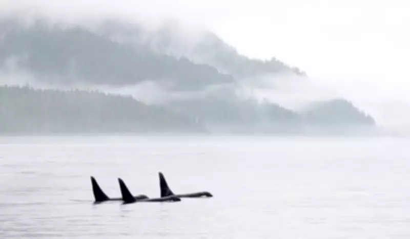 Environmental Groups Fear Orcas Could Be Casualty of Carney's Pipeline Push