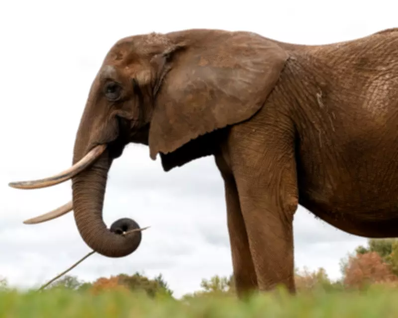 Europe's First Elephant Sanctuary Opens in Portugal, Rehoming Captive Giants