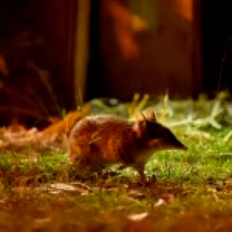 Extinct Bandicoot Returns to Wild After Genetic Rescue Success