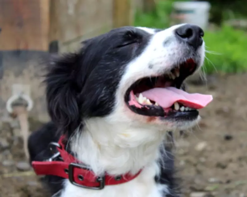 Farm Mourns Moss: Border Collie Dies After 14 Years as Companion