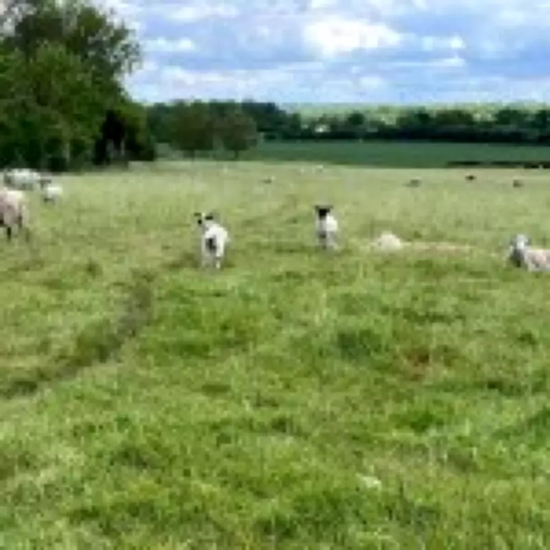 Farmer Horrified After Lamb Butchered in Field, Chops Removed
