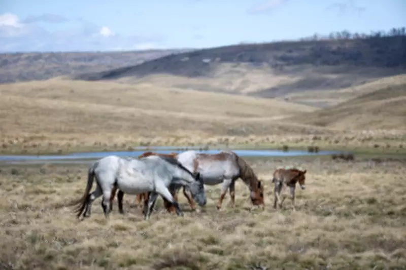 Feral Horse Numbers Surge in Kosciuszko Park After Aerial Culling Pause