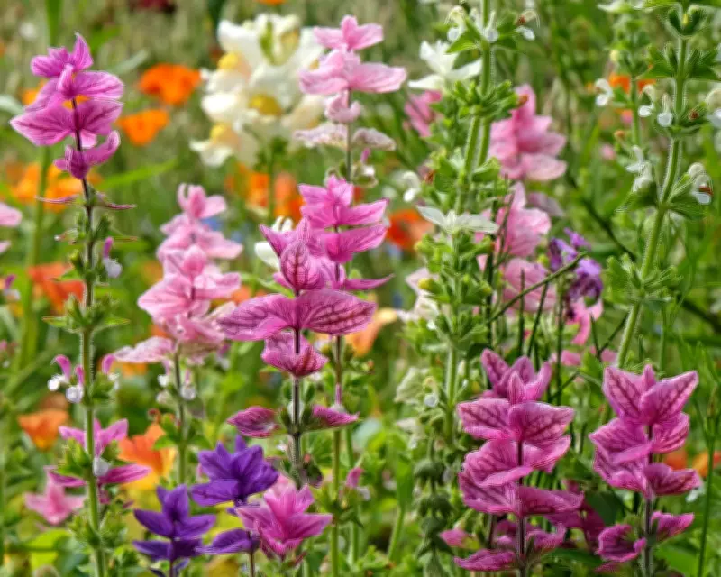 Fill Summer Border Gaps with Salvias, Dahlias, and Sedums