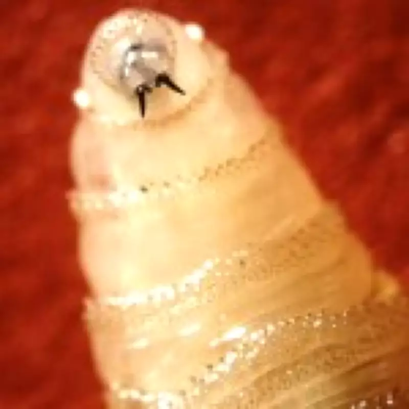 Flesh-Eating Parasite Found Near US Border Sparks Food Chain Fears
