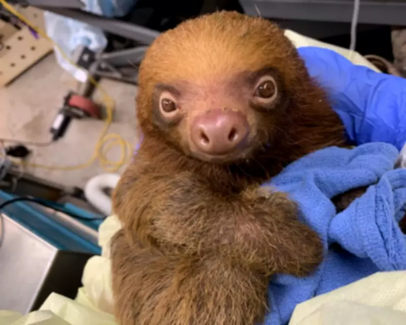 Florida Probes Deaths of 31 Sloths at Controversial Theme Park Warehouse