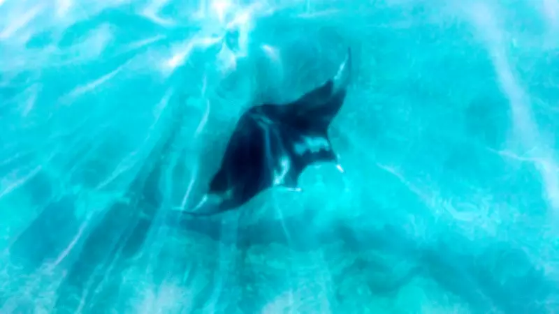 Florida Tightens Manta Ray Capture Rules but Stops Short of Full Ban