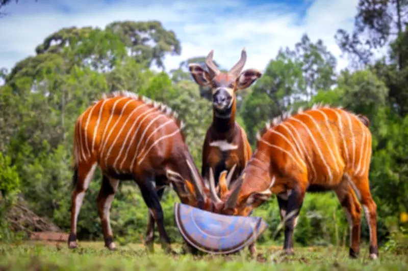 Four Male Mountain Bongos Repatriated to Kenya to Boost Genetic Diversity
