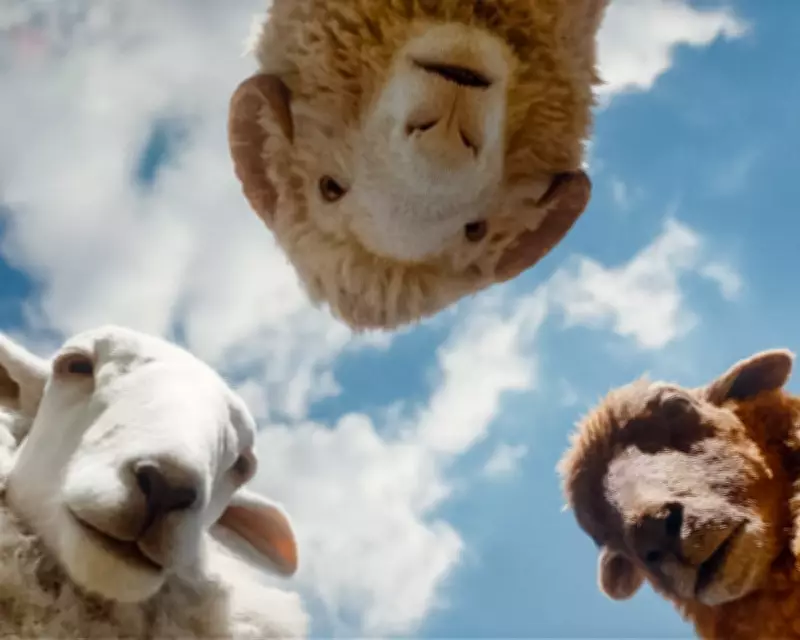 From Sheep Detectives to Rivals: Your Weekly Entertainment Guide