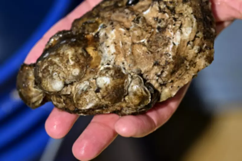 Fund Group Bets Big on Oysters as BlackRock Stays Put in City