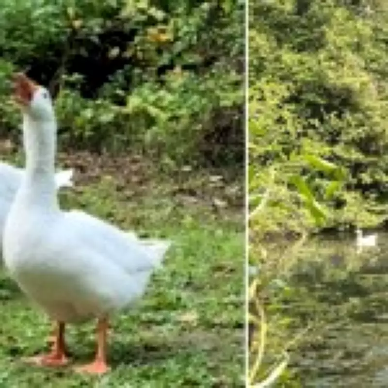 Gandalf the Goose 'Kidnapped' Leaving Companion Ryan Gosling Devastated