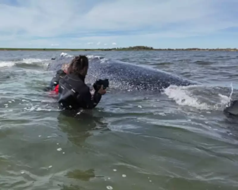 Germany Defends Whale Rescue Attempt Despite Experts' Warnings