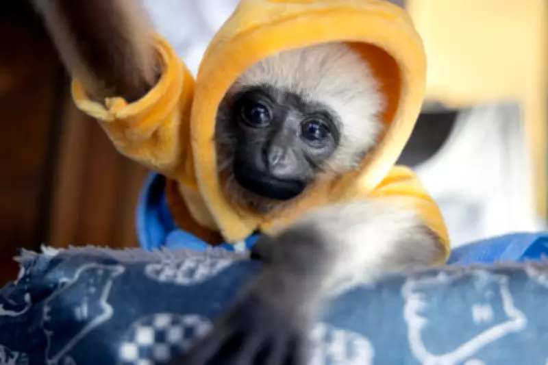Gibbon Pet Trade Threatens Species, Strong Family Bonds Make Them Vulnerable