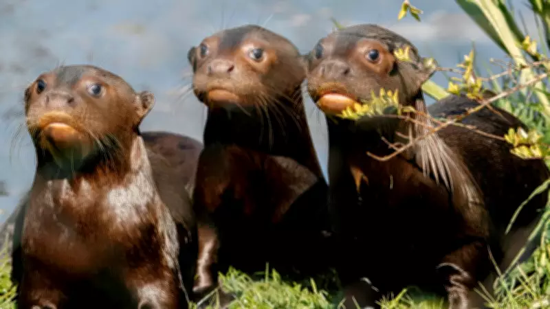 Global Photos: Baby Otters, JD Vance Chest Bump, and More