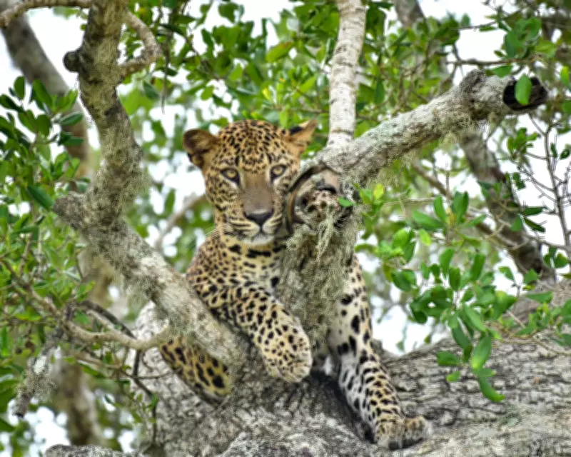 Global Wildlife Highlights: Leopard, Fox, Coyote and More in Stunning Photos