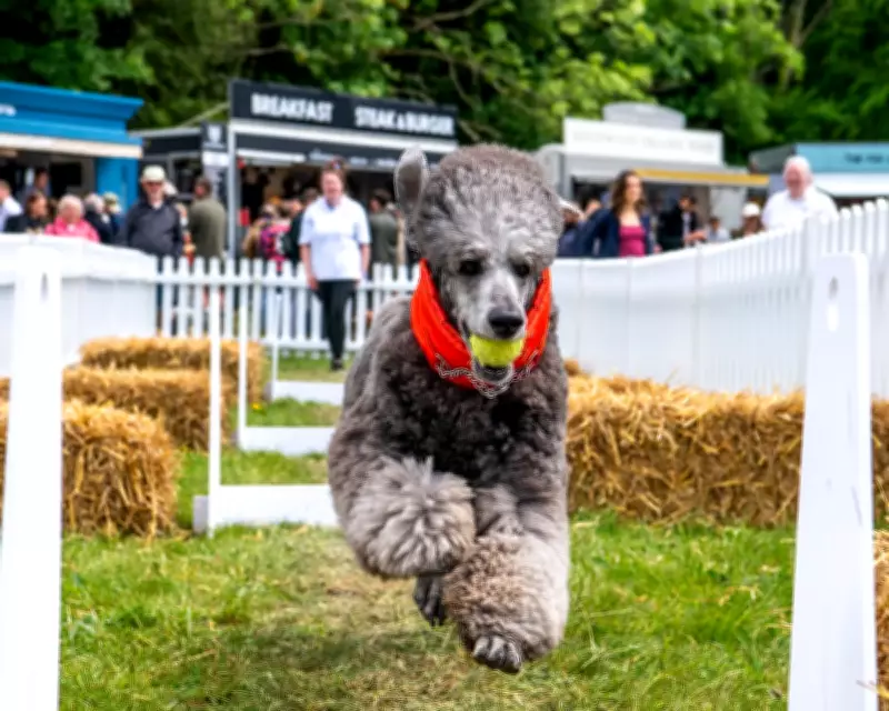 Goodwoof Festival: A Canine Celebration at Goodwood Estate in Pictures