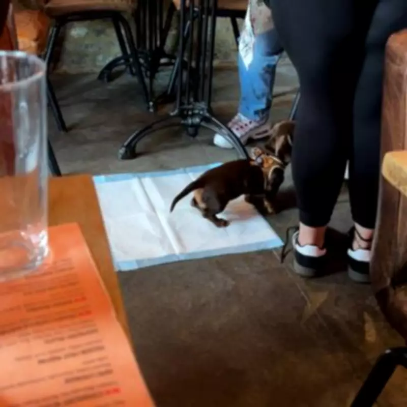 Gordon Ramsay Denies Dog Used Puppy Pad in His London Restaurant