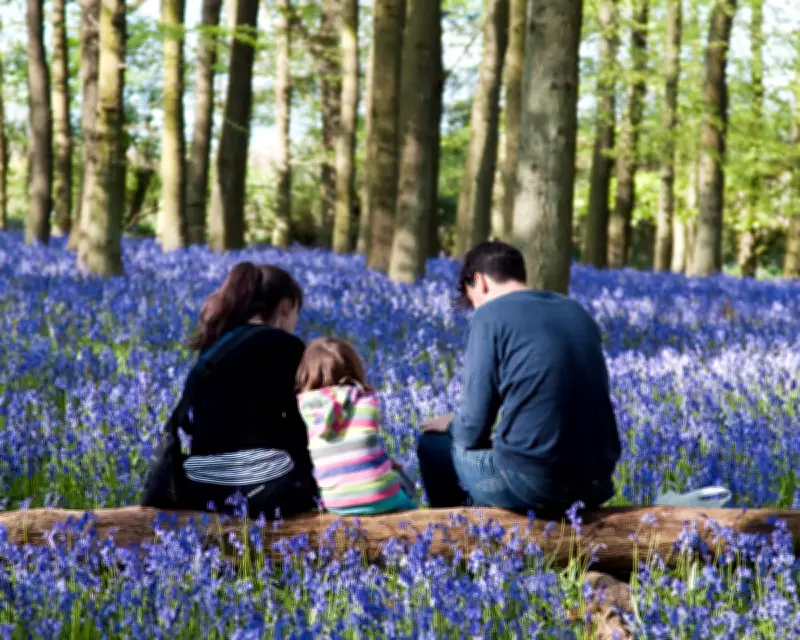 Half of UK Adults Spend Less Than 3 Hours a Week in Nature, Poll Finds