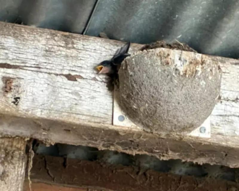 Heatwave Kills Swallow Chicks in Norfolk: A Climate Crisis Warning