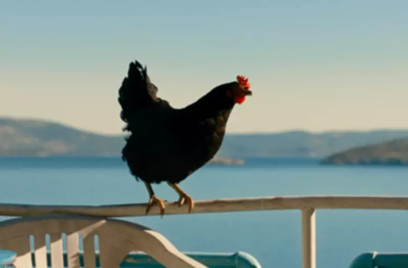 Hen Film: A Chicken's View of People-Smuggling and Oppression