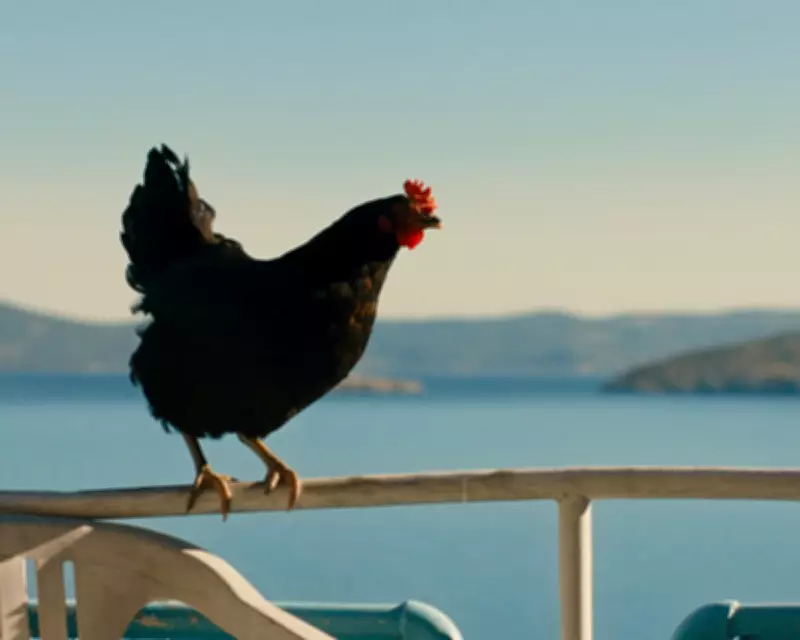 Hen Review: Plucky Chicken Beats the Odds in Weirdly Uplifting Survival Story