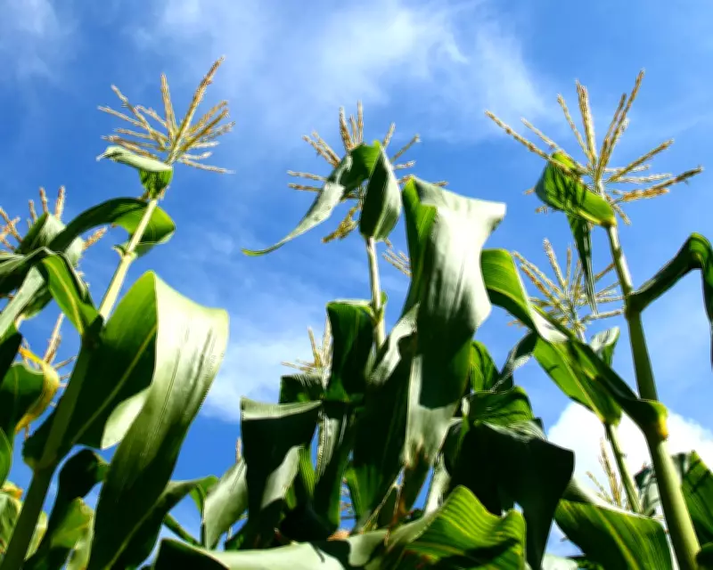 How to Grow Sweetcorn: Tips for a Delicious Summer Crop