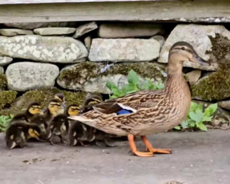 Human Shield Effect: Wildlife Thrives in Northumberland Garden