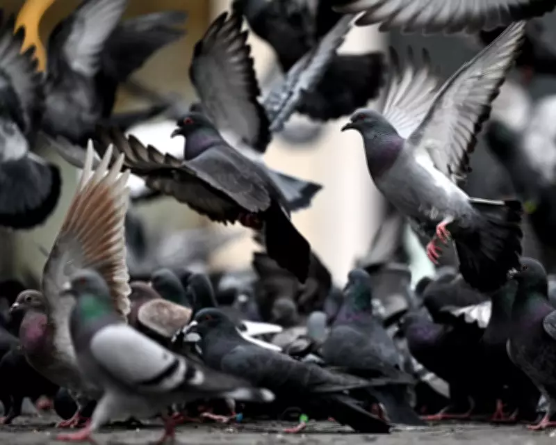 Humane Pigeon Control: A Proven Alternative to Costly Methods in UK Cities
