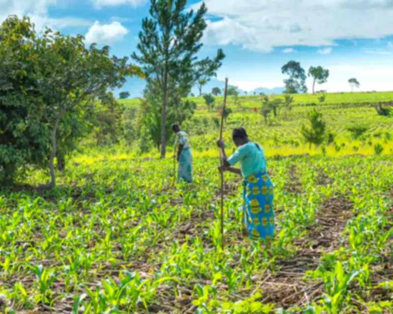 Iran War May Cause Food Shortages in Africa, Fertiliser Giant Warns