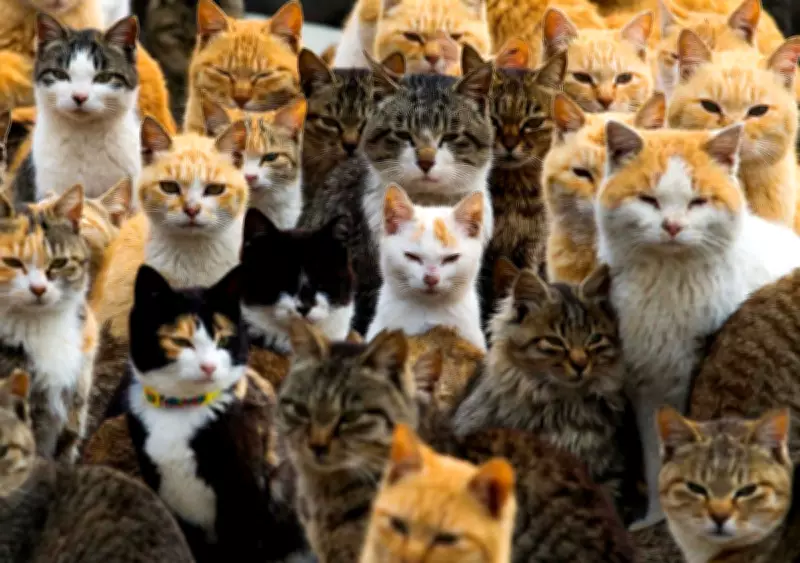 Japan's Cat Obsession Fuels a Multi-Billion Dollar Pet Industry