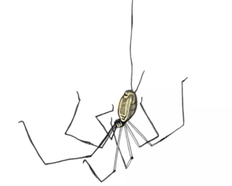 Kids' Quiz: Mummy Longlegs and Cobra Fangs – Test Your Knowledge