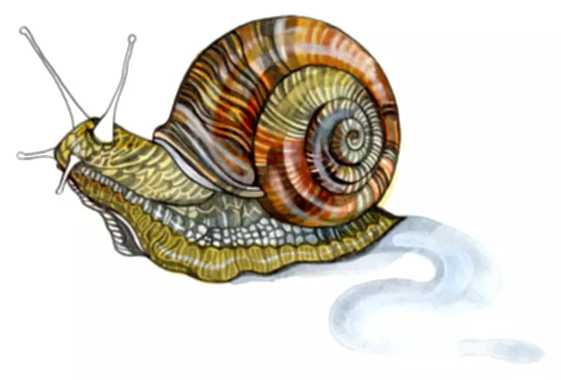 Kids' Quiz: Snail Shells and Fiercest Animals – Test Your Knowledge