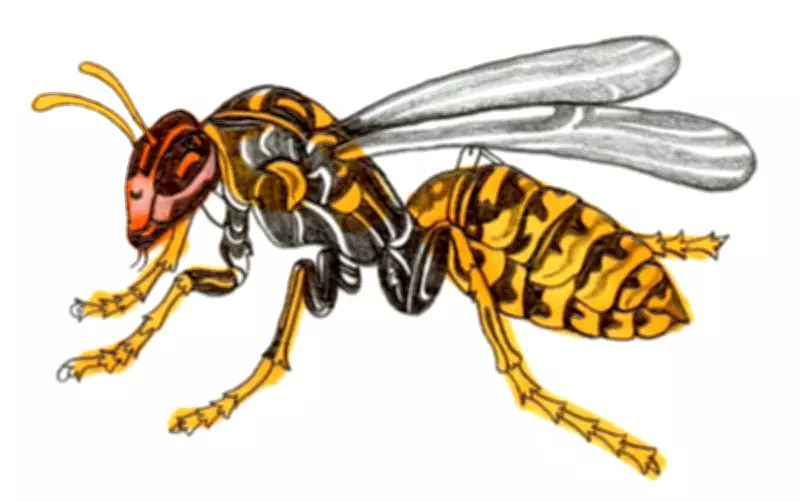 Kids' Quiz: Why Can't Wasps Swim and Fastest Shark?