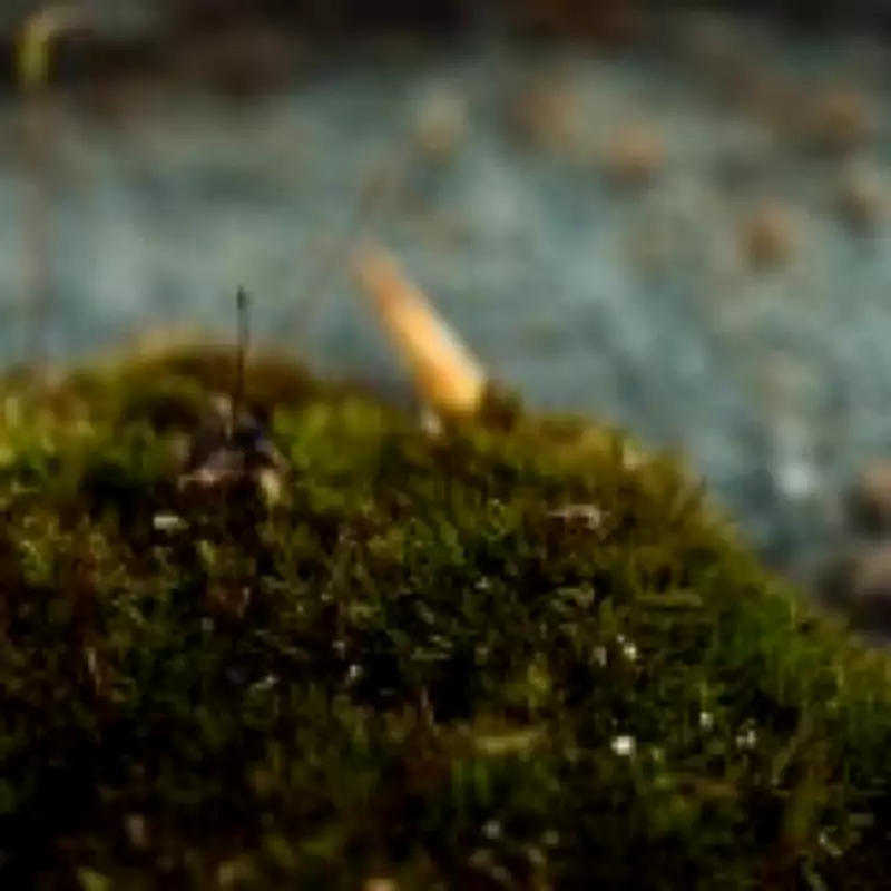 Killer Fungus Found in UK Could Help Restore Natural Habitats