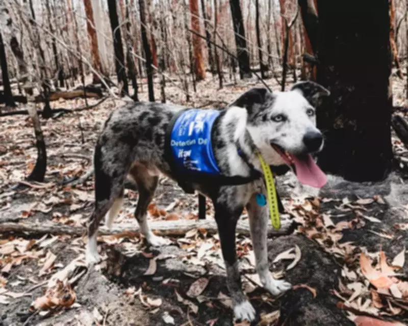 Koala-Sniffing Dog Retires; Search for Successor Begins