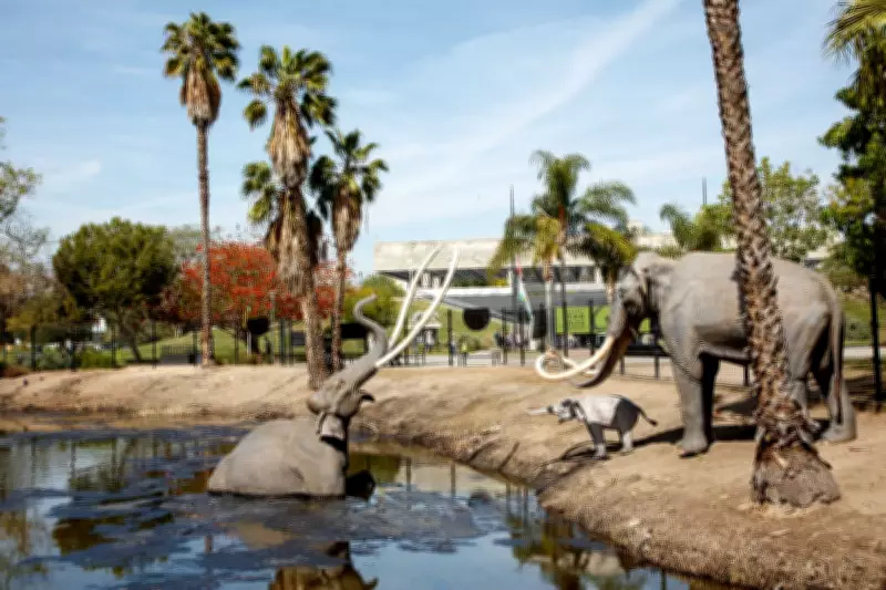 La Brea Tar Pits Museum Gets $240M Renovation After Nearly 50 Years