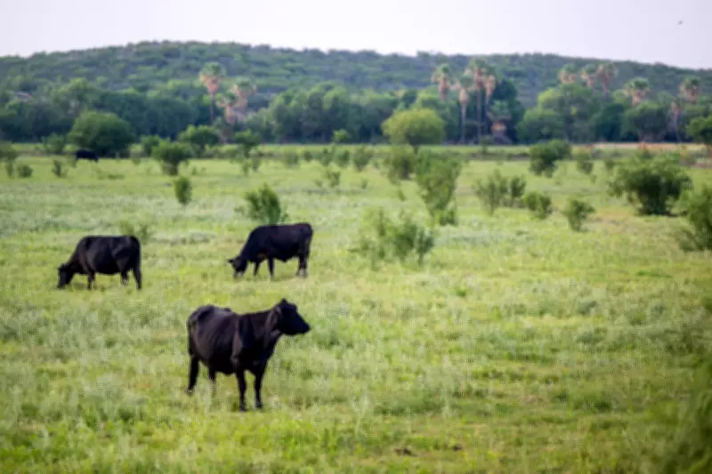 Legal Challenge to Trump Plan Opening 24M Acres to Cattle Grazing