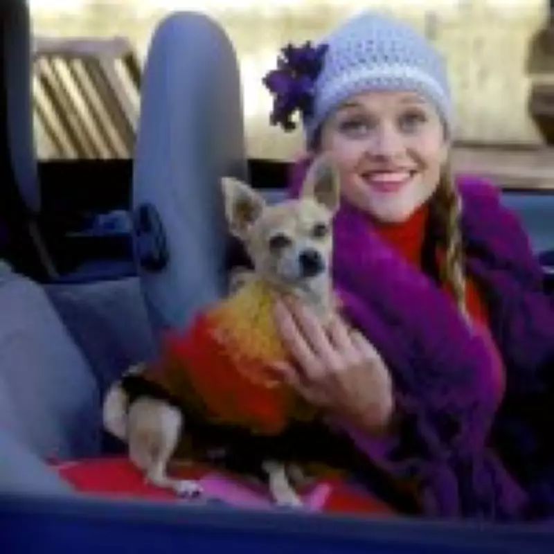 Legally Blonde: Why That 'Balls' Joke Made Me Laugh for 5 Days