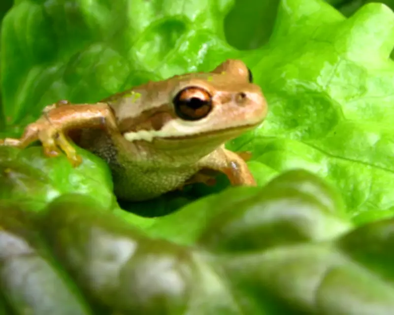 Live Frog Found in Discount Lettuce Bag at Australian Supermarket
