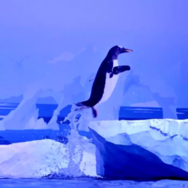 London Aquarium Penguins to Get New Habitat After Campaign Pressure