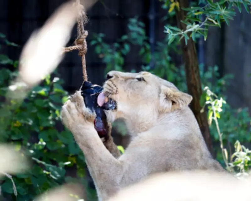 London Zoo Big Cats Beat Heat with Blood Lollies