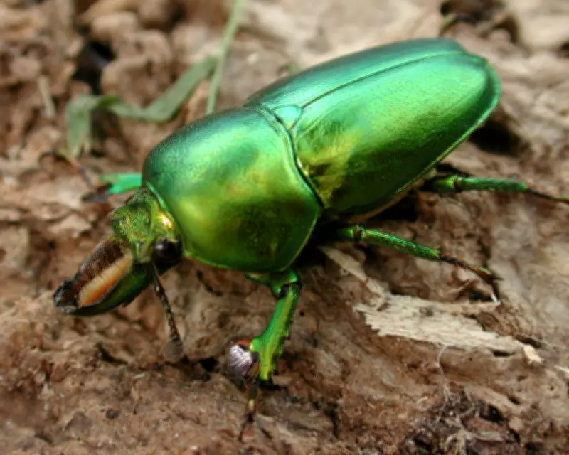 Lord Howe Island's Insect Life Thrives After Rodent Eradication