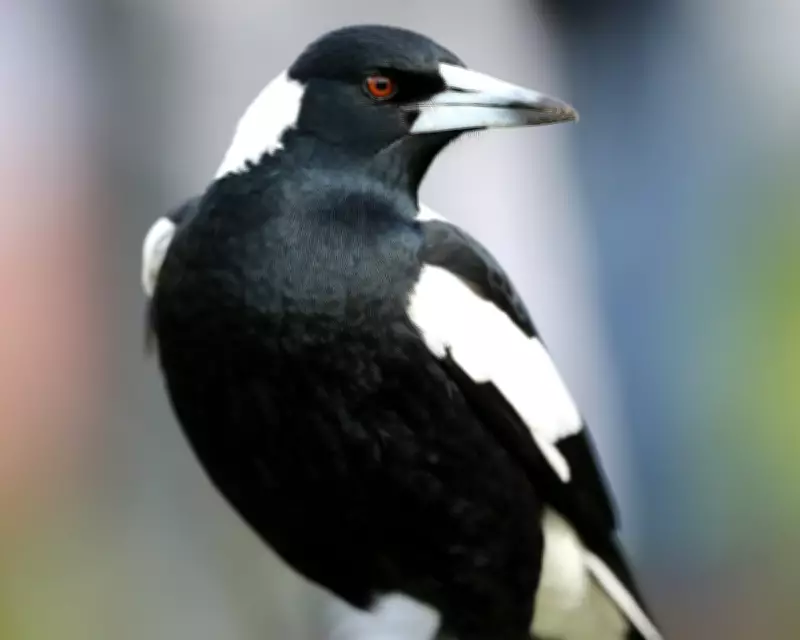 Magpies Can Recognize Your Face: 5 Amazing Facts About Australia's Top Bird