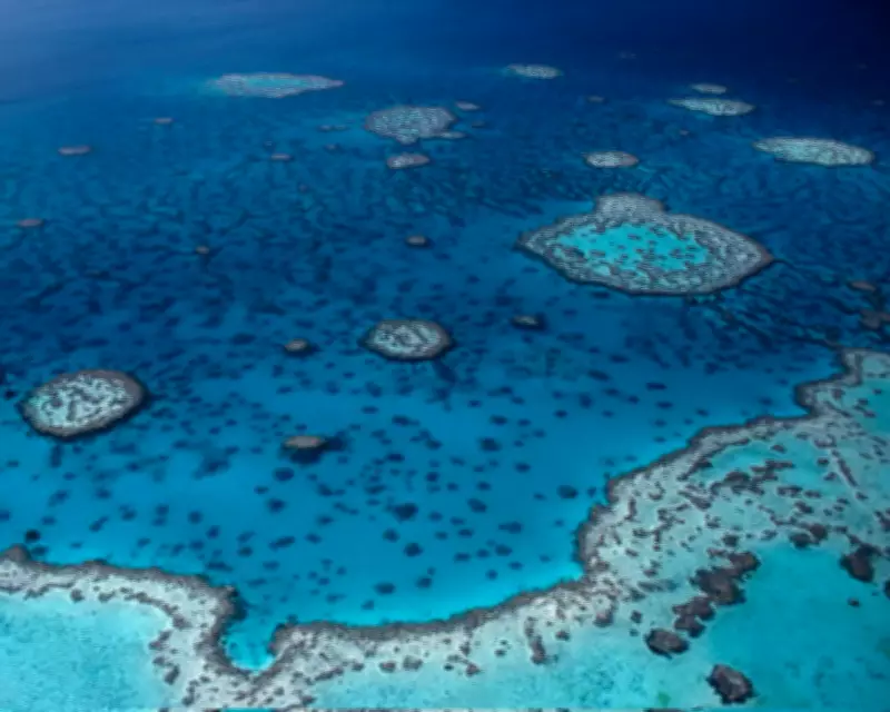 Man Dies in Shark Attack on Great Barrier Reef Near Cairns