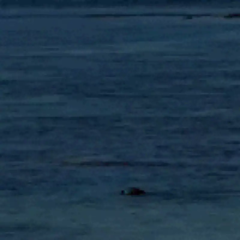 Man Throws Rock at Endangered Seal in Hawaii, Says 'I'm Rich'