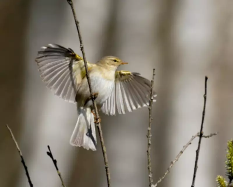 Migratory Bird Numbers Plummet in UK Despite Warm Spring 2025