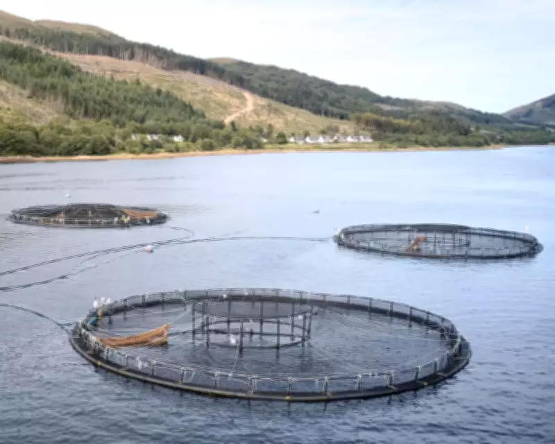 Millions of Salmon Deaths at Scottish Farms Prompt Regulatory Review