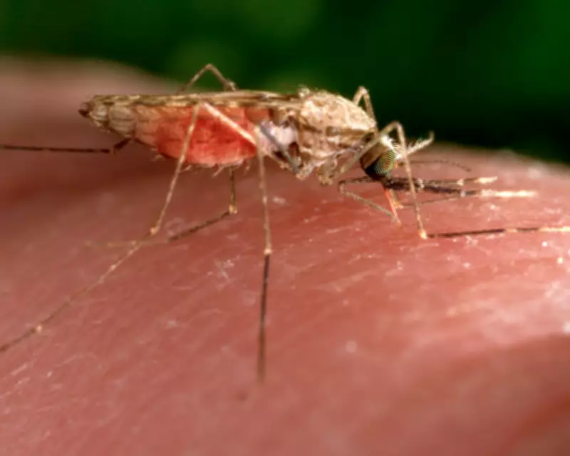 Mosquitoes Can Learn to Overcome Deet Repellent, Study Finds