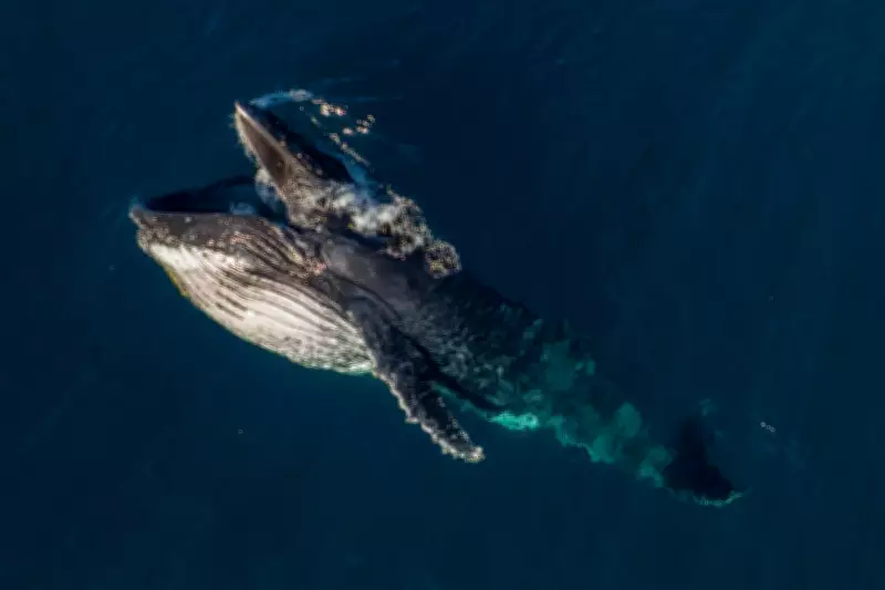 Mysterious Humpback Whale 'Gaping' Behavior Revealed by Citizen Scientists