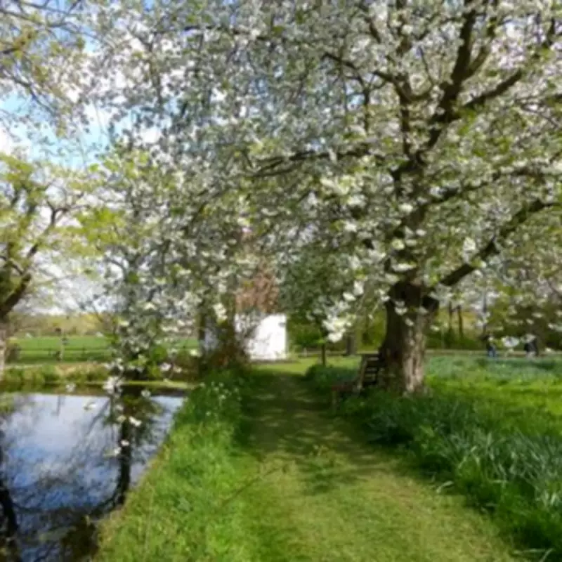National Trust Spring Walk 90 Mins from London: Top Blossom Spot