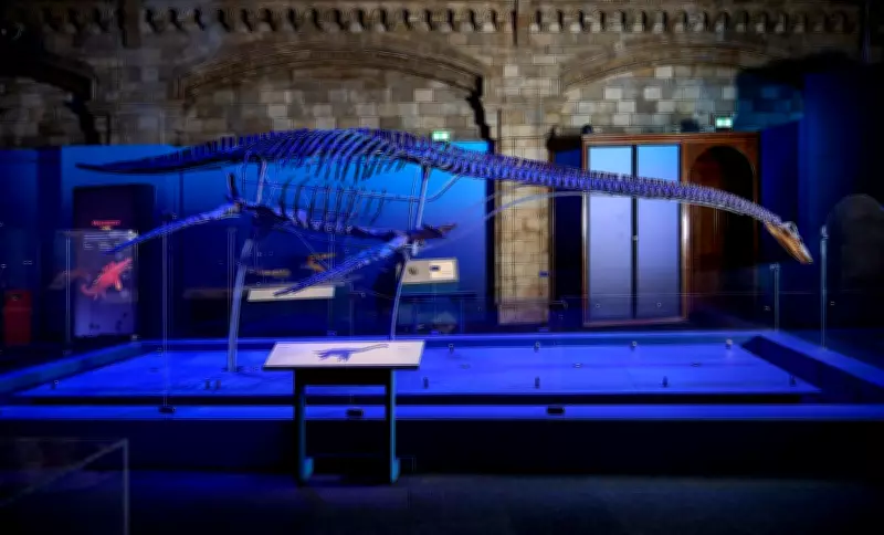 Natural History Museum's Jurassic Oceans Exhibition Showcases Prehistoric Marine Predators